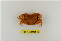 藏品(絨毛近方蟹)的圖片